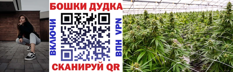 Бошки марихуана планчик  дарнет шоп  Карасук 